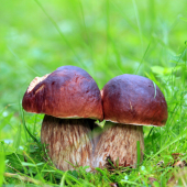 Dvojičky :)