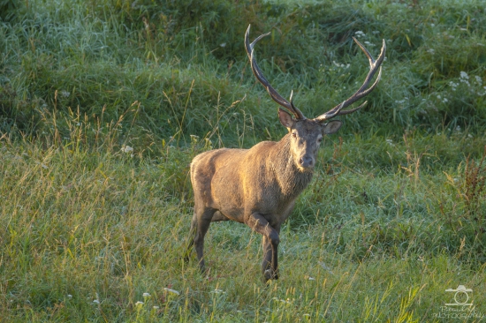 Asi ma zbadal
