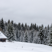 Šajbianska Bukovina