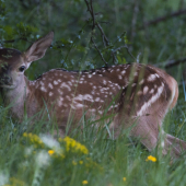 Bambi
