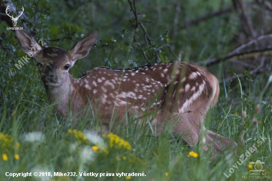 Bambi