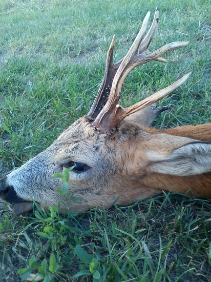 Minuloročná raritka.