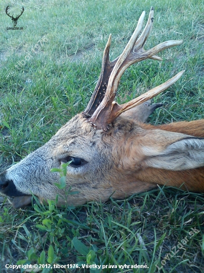 Minuloročná raritka.