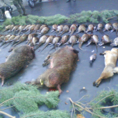 Úspešná polovačka