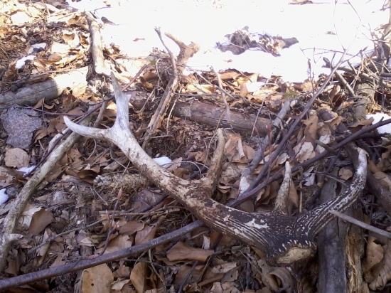 Môj prvý paroh , je dvojročný ale poteší