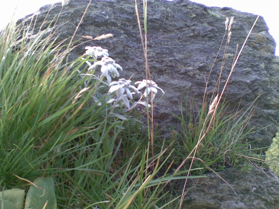 Pravé Alpské poklady