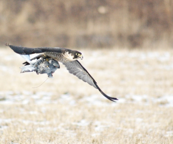 Falco Peregrinus (Freya)