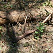 minuloročak