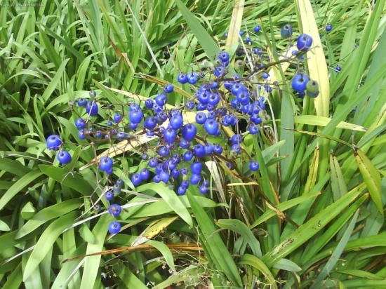 sám neviem čo to je.