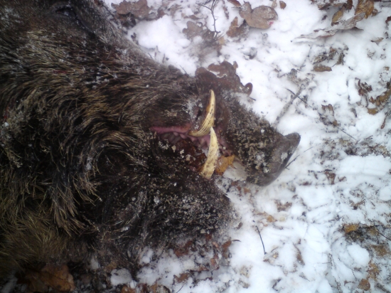 Silvestrovský diviak