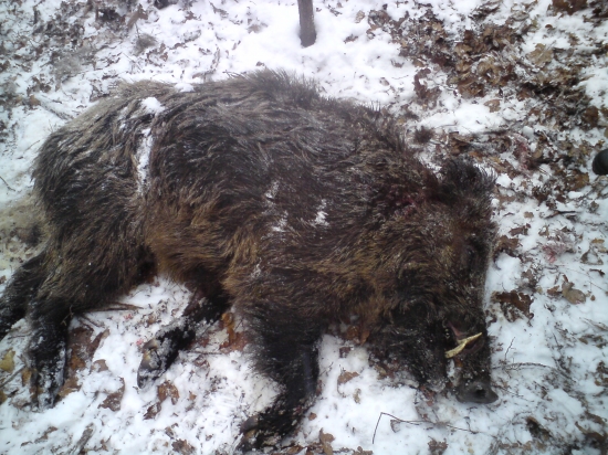 Silvestrovský diviak