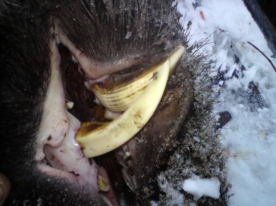 silvestrovský diviak