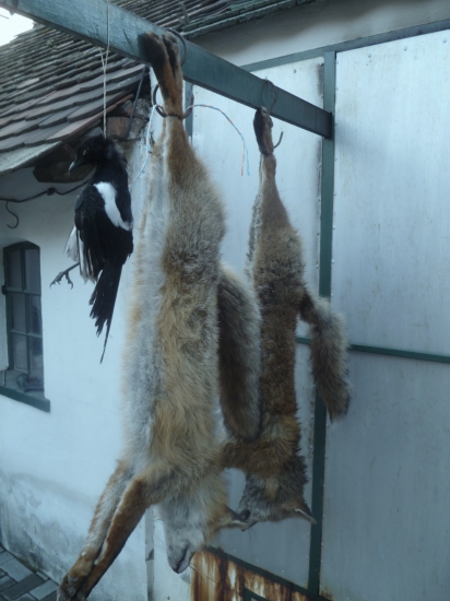 úspěšné norování