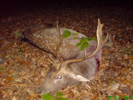 úspěšný doprovod