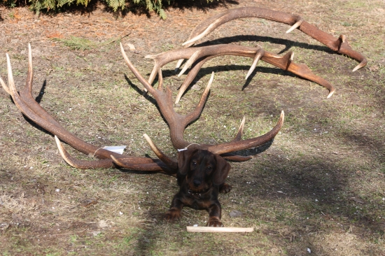 Derylova kosticka  a tie moje ..... :-)