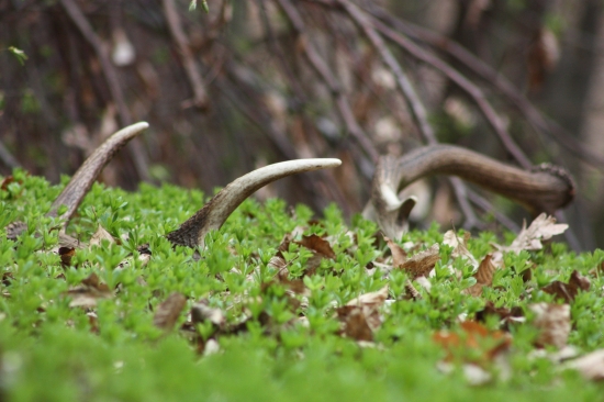 párik v podraste...