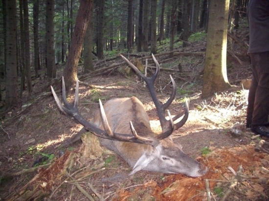 jelen  mam sneho shod