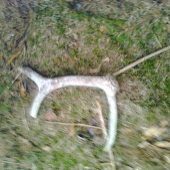 starec