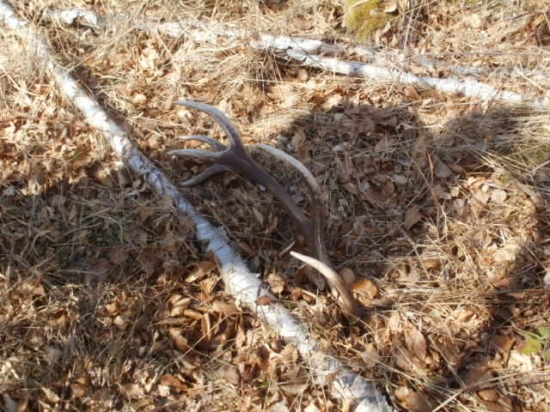 zhod   vcerajsi 14 torak