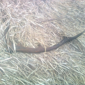 10torak