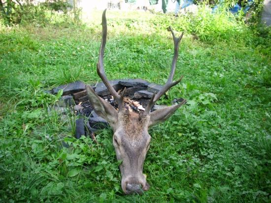kamaratov