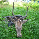 kamaratov