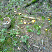 kurjatka