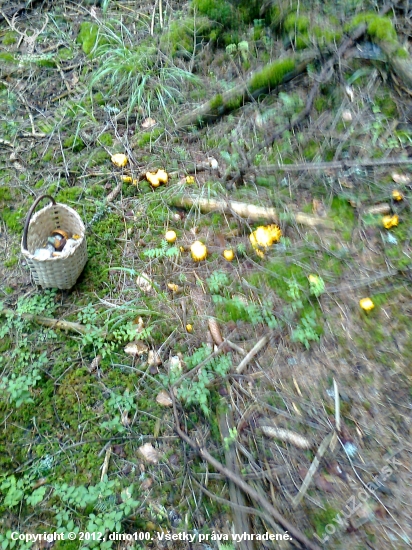 kurjatka