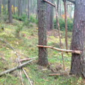 zburali mi seňik sviňe