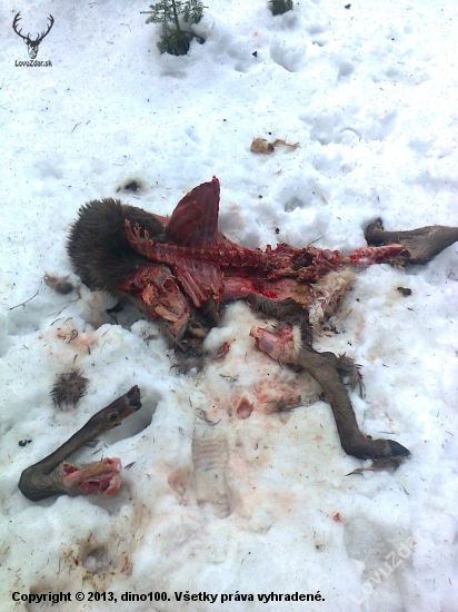 vcerajsi uhyn  tela