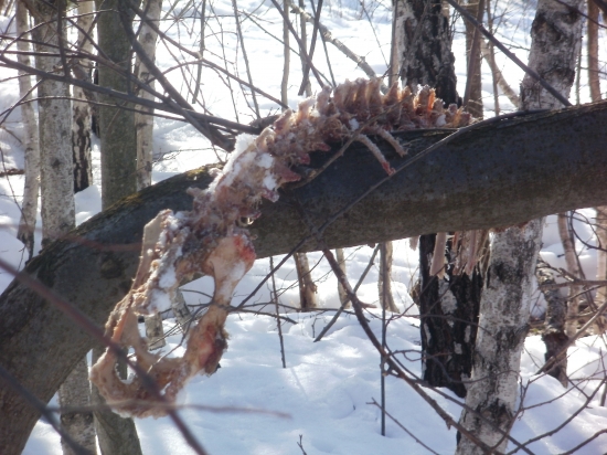 dnesny nales jelenica