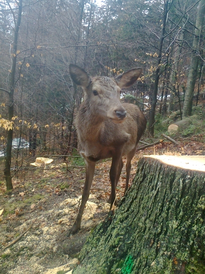 kamoška  v praci