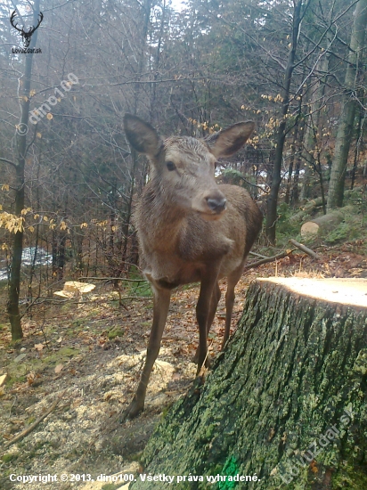 kamoška  v praci