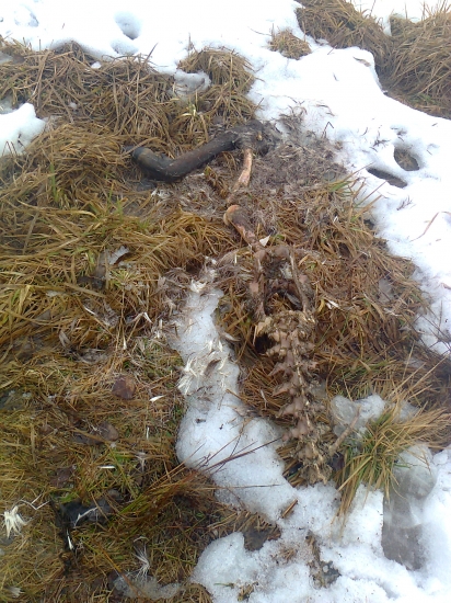 jelen uš bolo neskoro