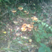 ridziki
