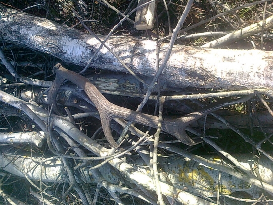 skoro som ho nezbadal