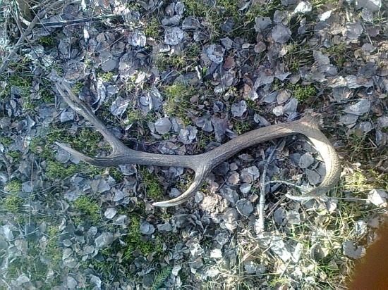 zhod us je von z osikoch