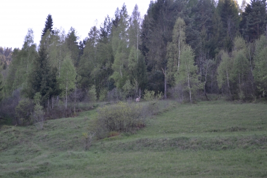 jelen na mojej zahrade