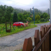 pocestni