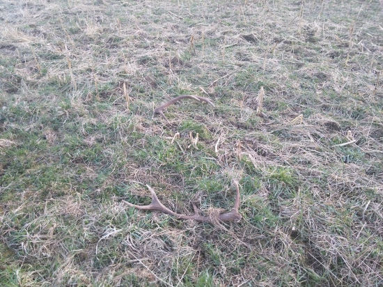 na ceste k posedu...