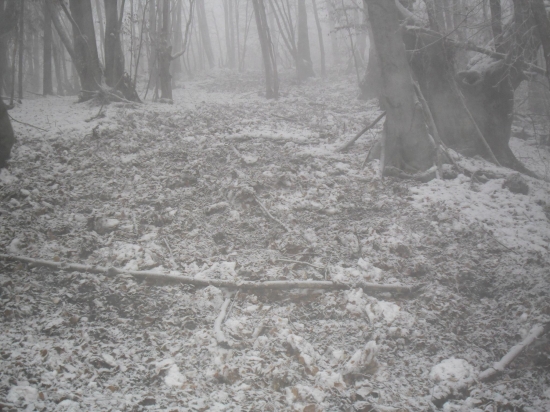 Diviaky sa vybláznili