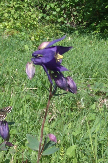 Orlíček červenofialový