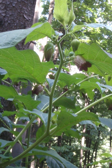 Ľuľkovec zlomocný