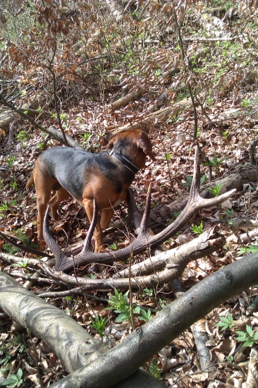 Vlaňajší ale ráce sa