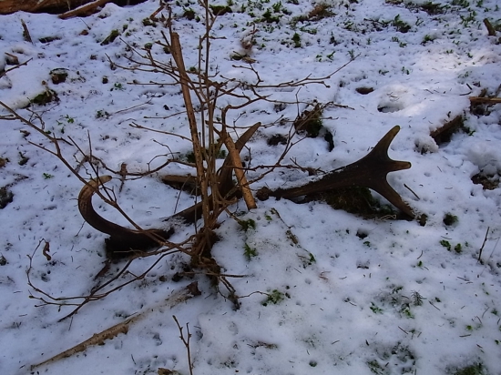 Vlaňajší...menší...ale potešil