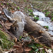 Pravdepodobne túlavé psy