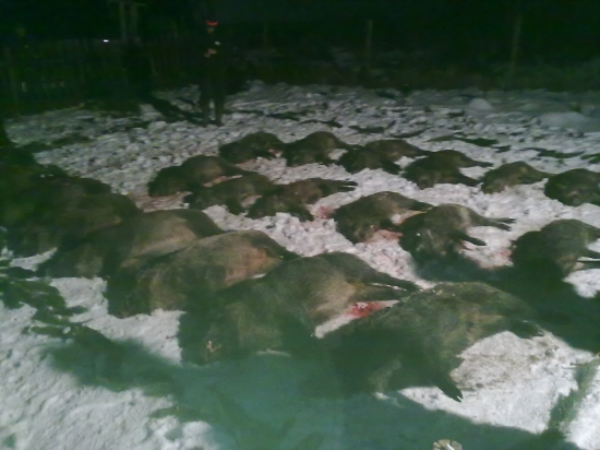 spoločná poľovačka