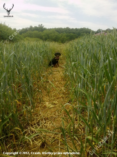 mladý Juko