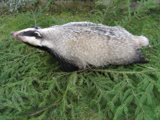 ale sme sa za nim nabehali