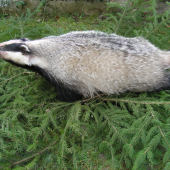 ale sme sa za nim nabehali